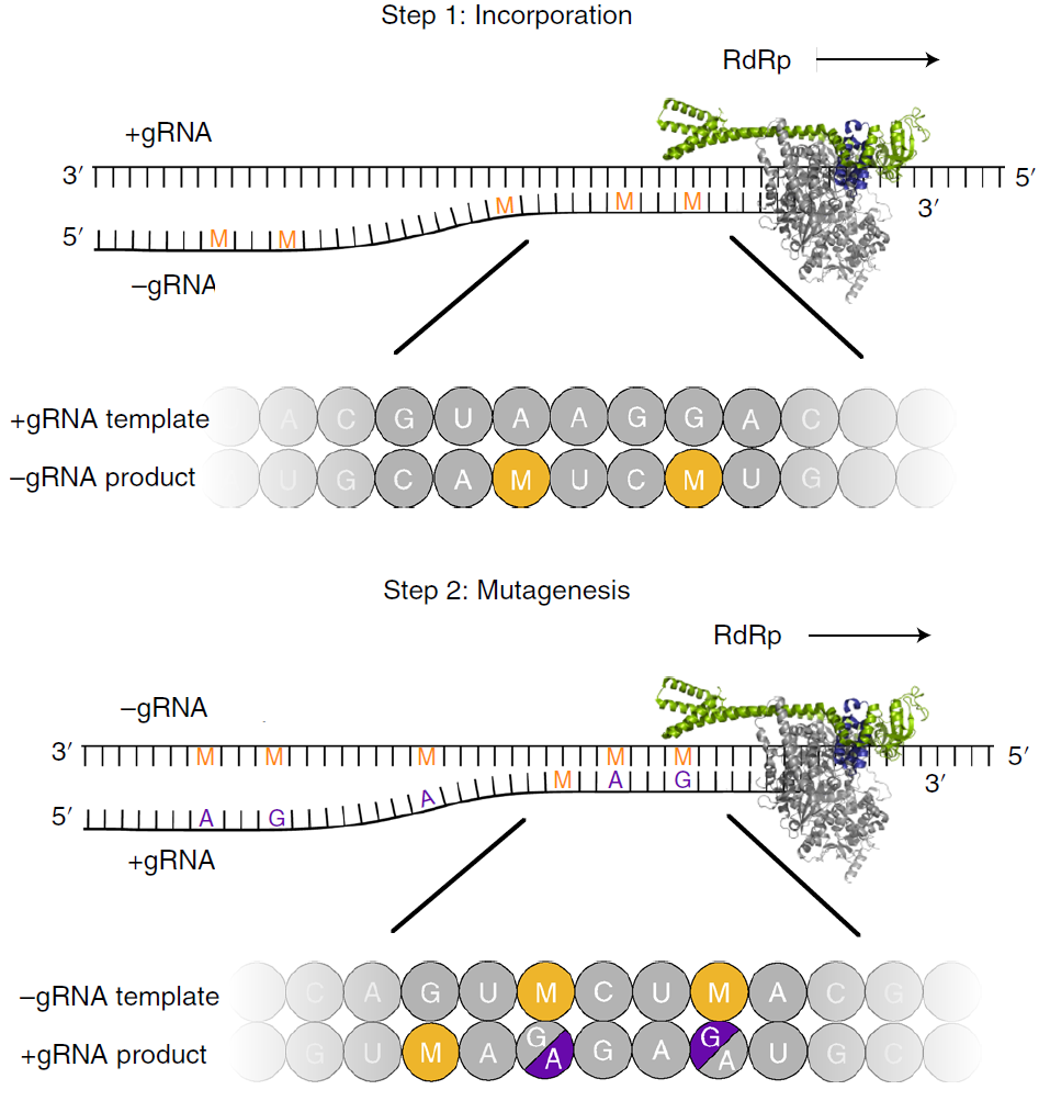 莫努匹韦 - RNA 复制突变