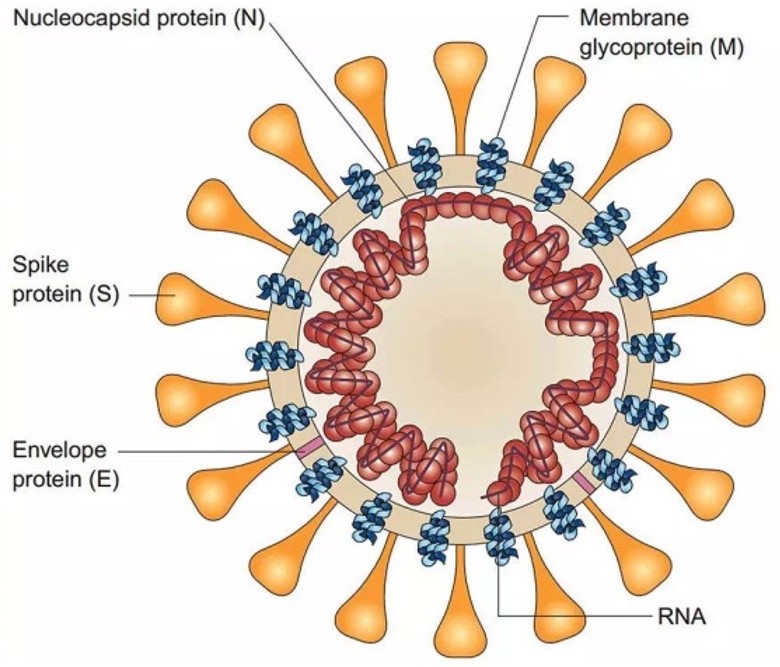 新冠病毒的生物结构