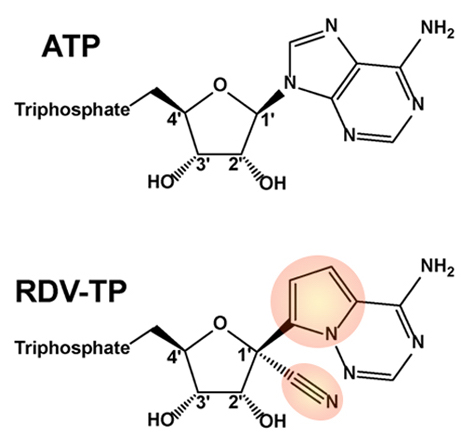 瑞德西韦代谢物 RTP vs 核苷酸 ATP