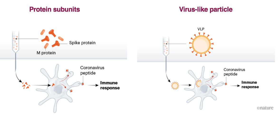 蛋白疫苗工作机制